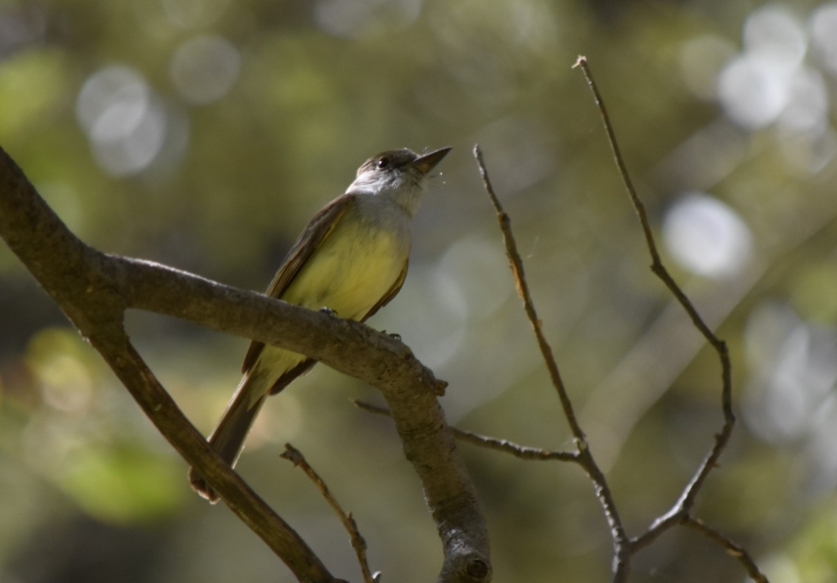 Dusky-capped Flycatcher - Steve Nord