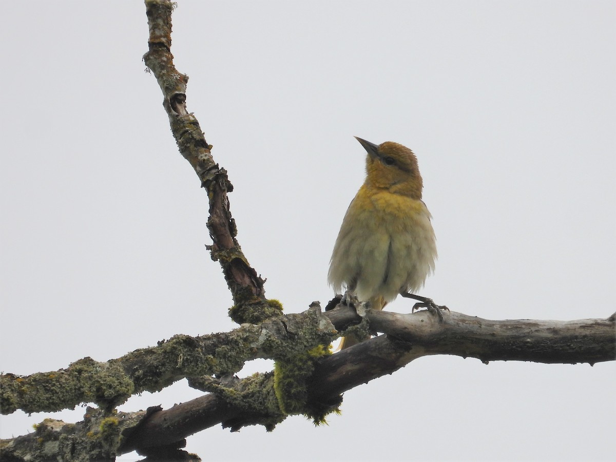 Bullock's Oriole - Kellie Sagen 🦉