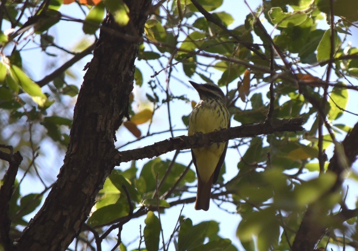 Sulphur-bellied Flycatcher - Steve Nord