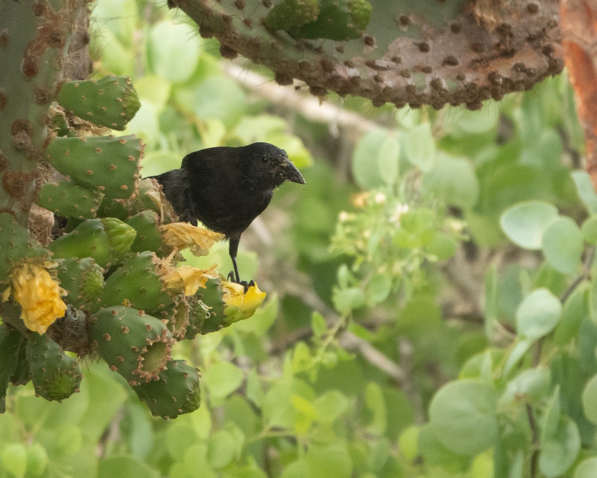 Common Cactus-Finch - Jodi  Chambers