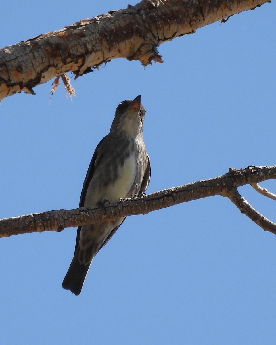 Olive-sided Flycatcher - Karen Evans