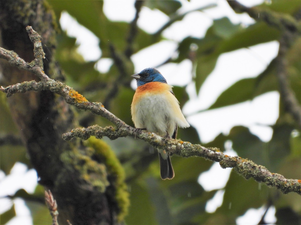 Lazuli Bunting - Kellie Sagen 🦉