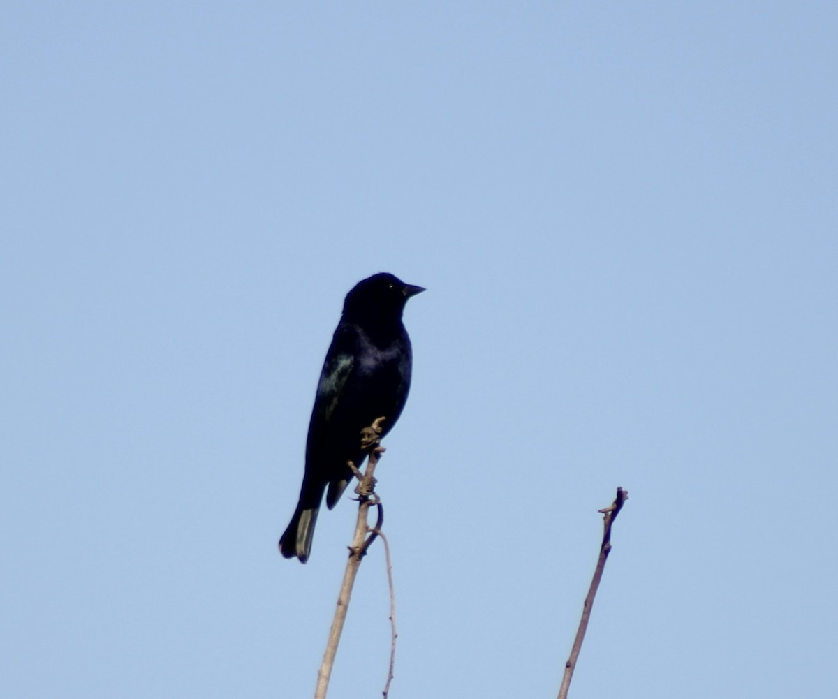 Shiny Cowbird - Ada Rebolledo