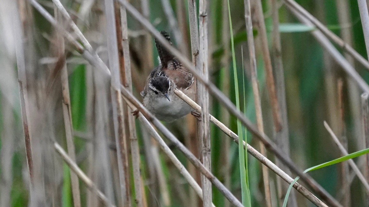 Marsh Wren - Indira Thirkannad