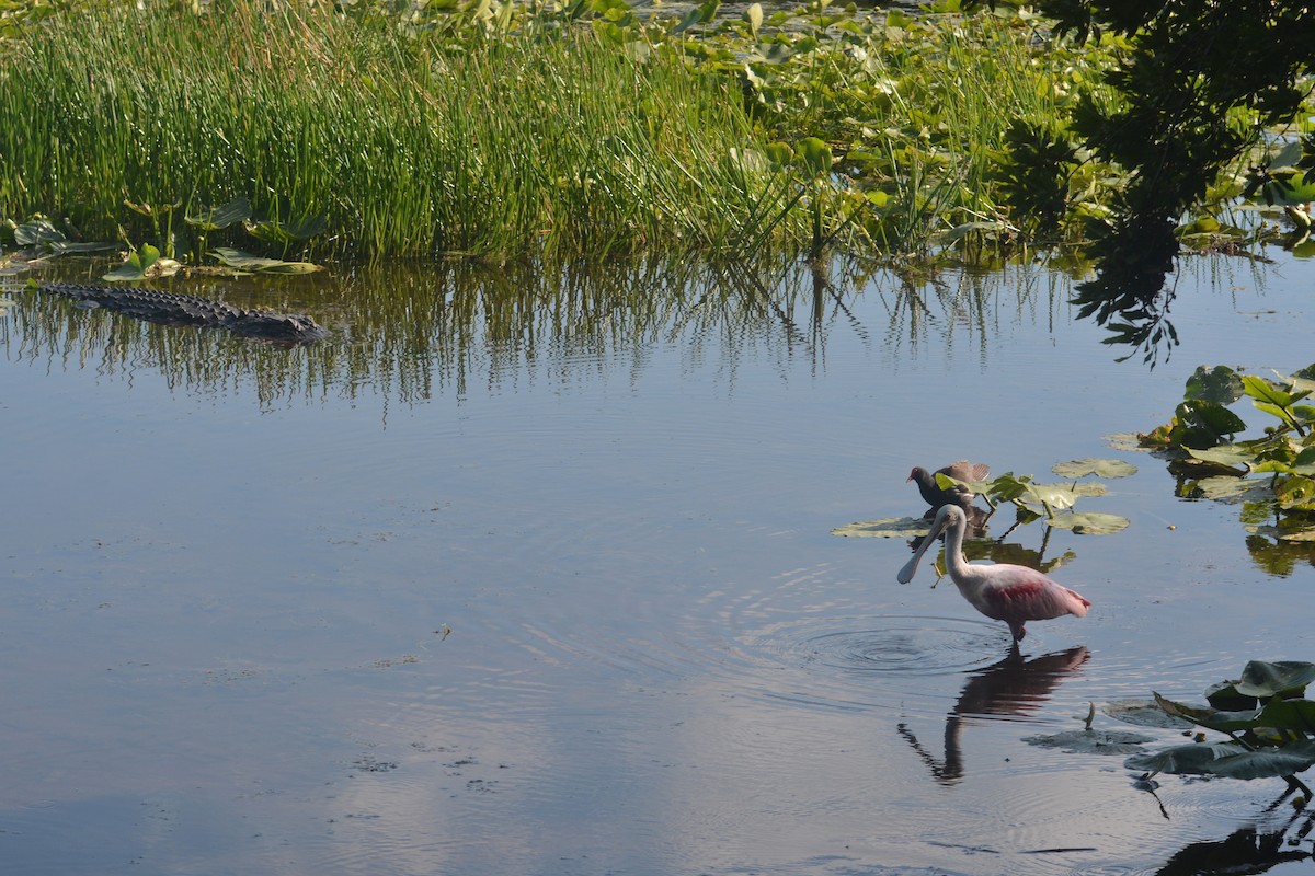 Roseate Spoonbill - Tom Bisko