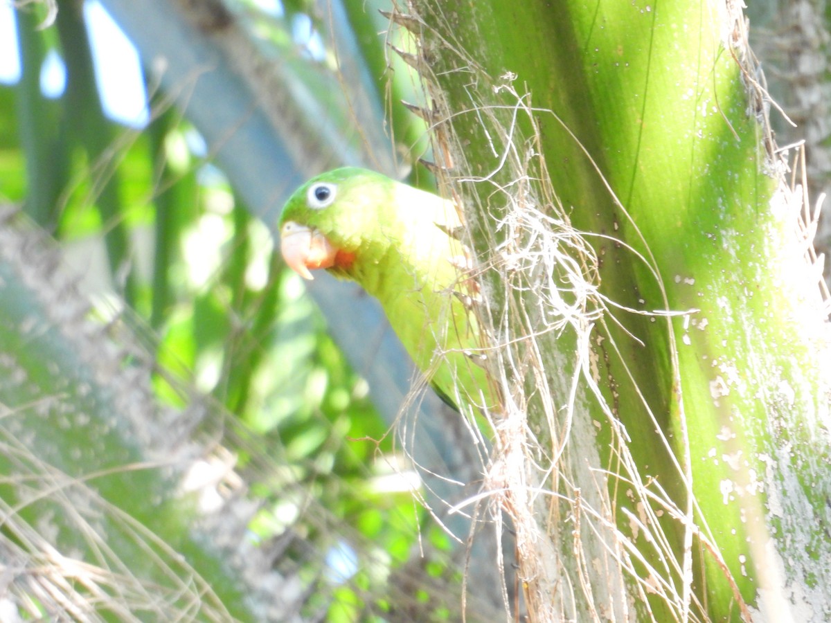 Orange-chinned Parakeet - Juan Ramírez