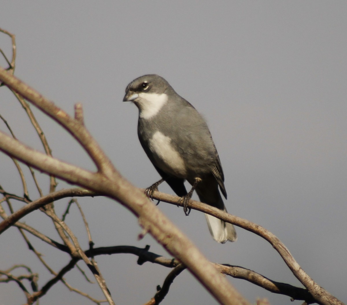 Diuca Finch - Ada Rebolledo