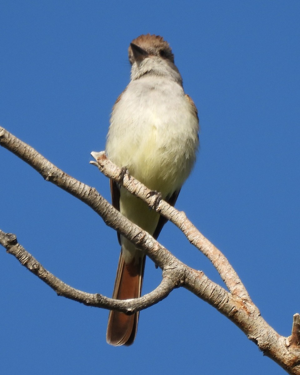 Ash-throated Flycatcher - Karen Evans