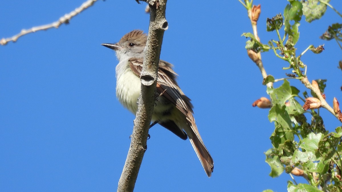 Ash-throated Flycatcher - Karen Evans