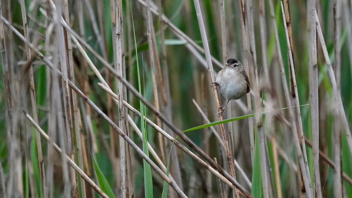 Marsh Wren - Indira Thirkannad