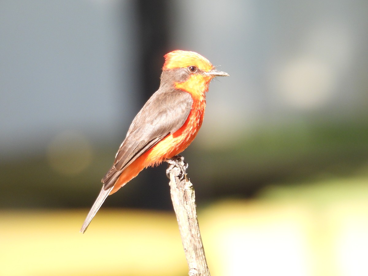 Vermilion Flycatcher - Juan Ramírez