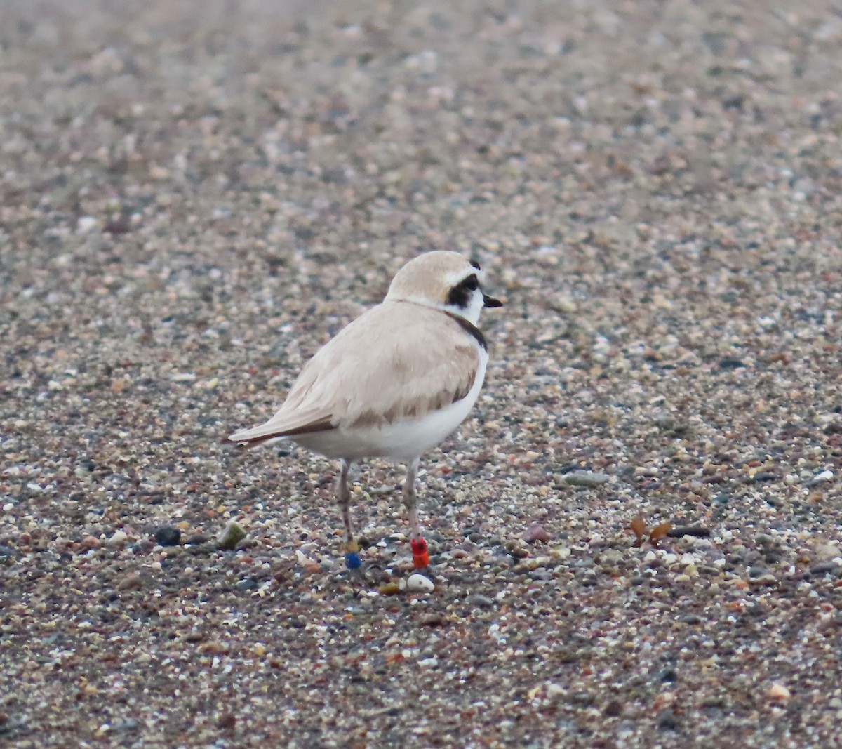 Snowy Plover - Maggie Smith
