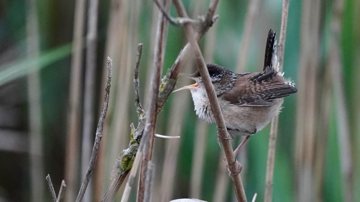 Marsh Wren - Indira Thirkannad