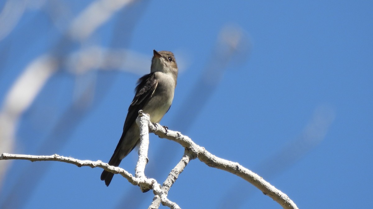 Empidonax sp. - Karen Evans