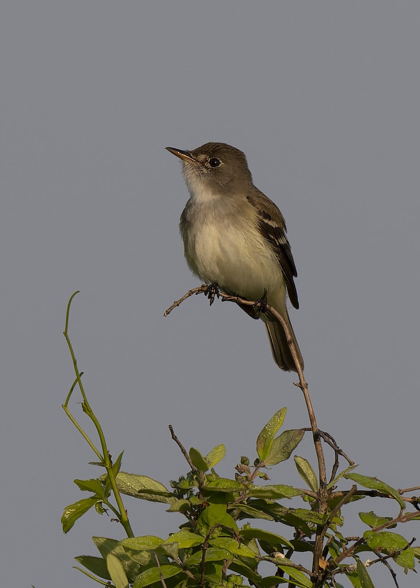 Willow Flycatcher - Wade Aiken