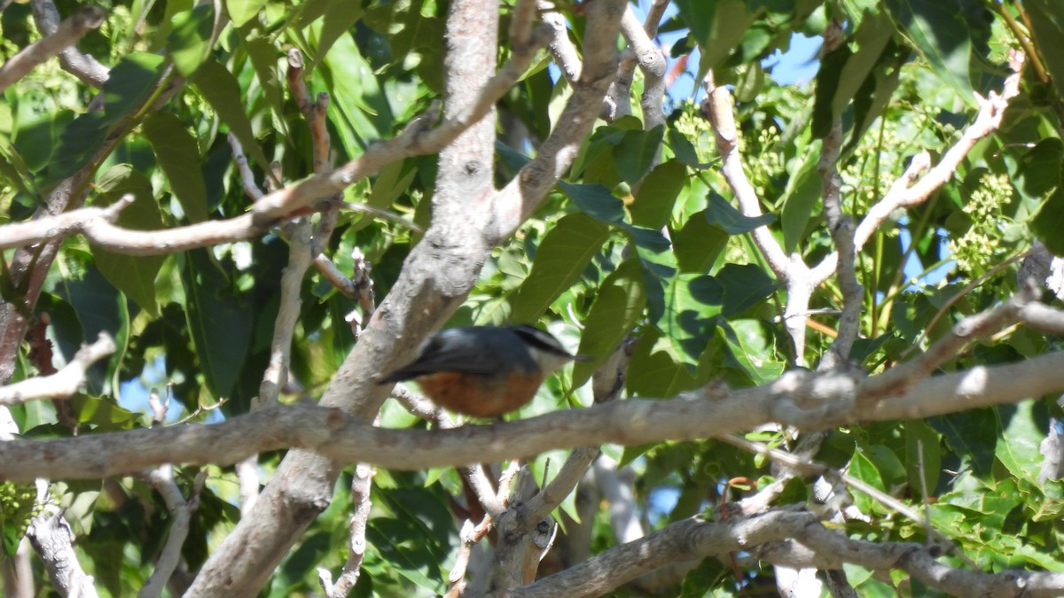 Red-breasted Nuthatch - Karen Evans