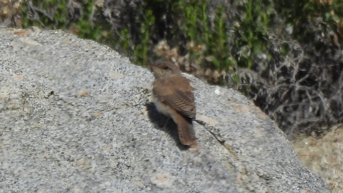 Rock Wren - Karen Evans