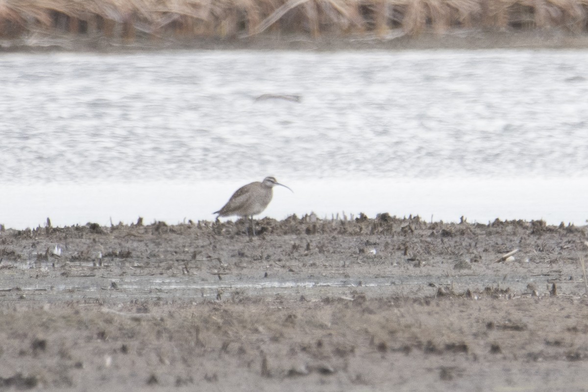 Regenbrachvogel - ML619461715