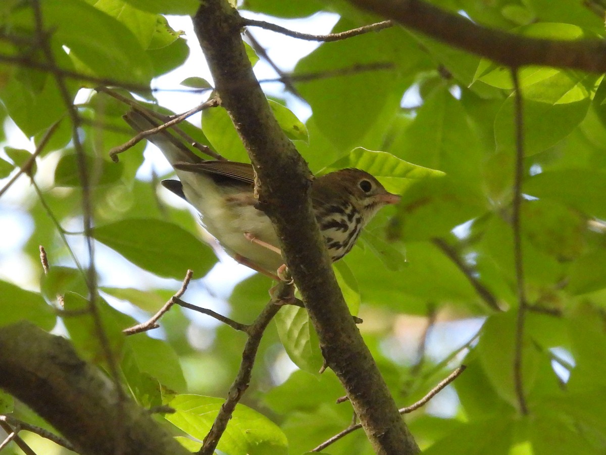 Ovenbird - Pat Whittle