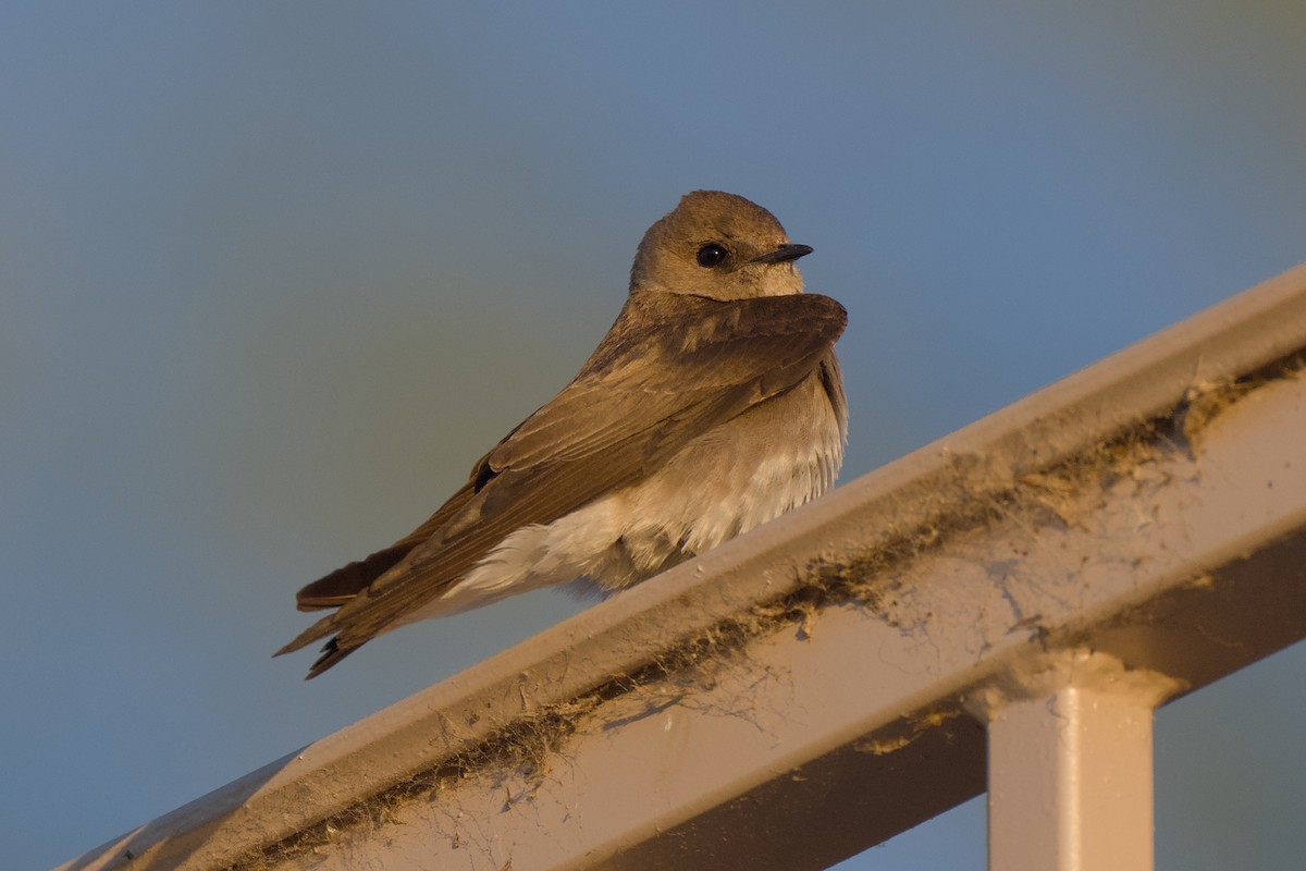 Northern Rough-winged Swallow - Cat Zoroark