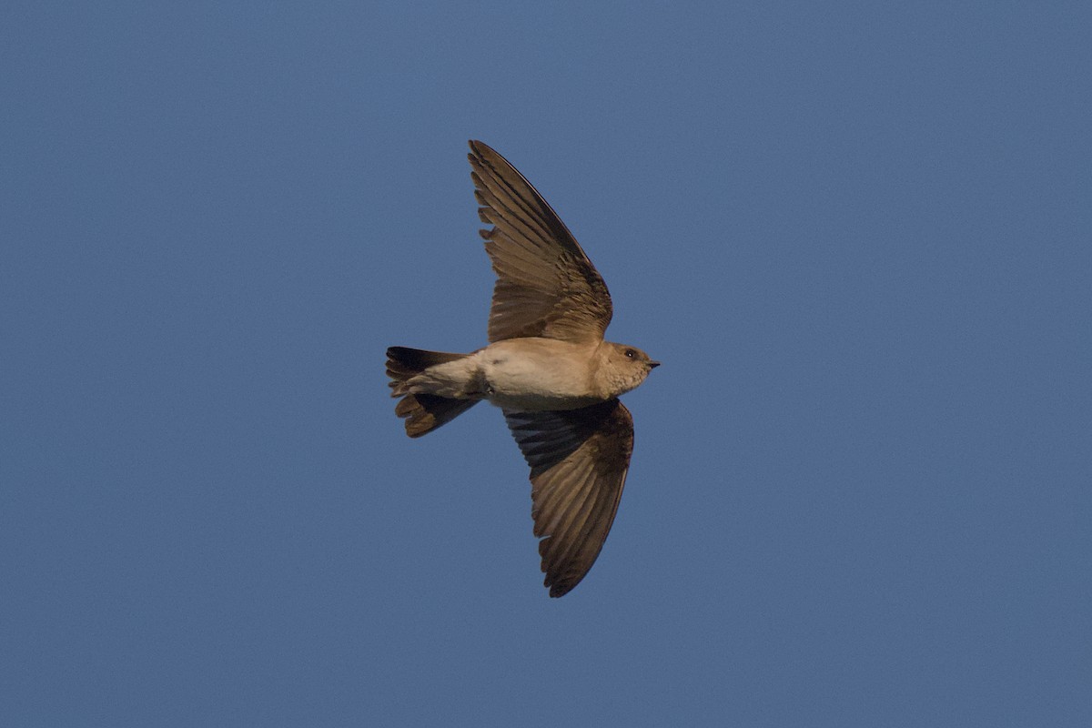Northern Rough-winged Swallow - Cat Zoroark
