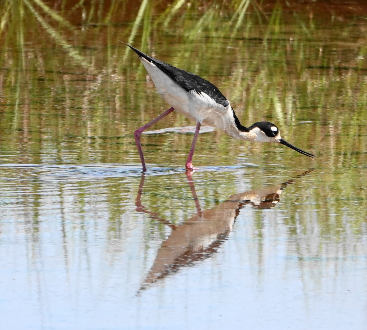 Black-necked Stilt - Dennis Forsythe