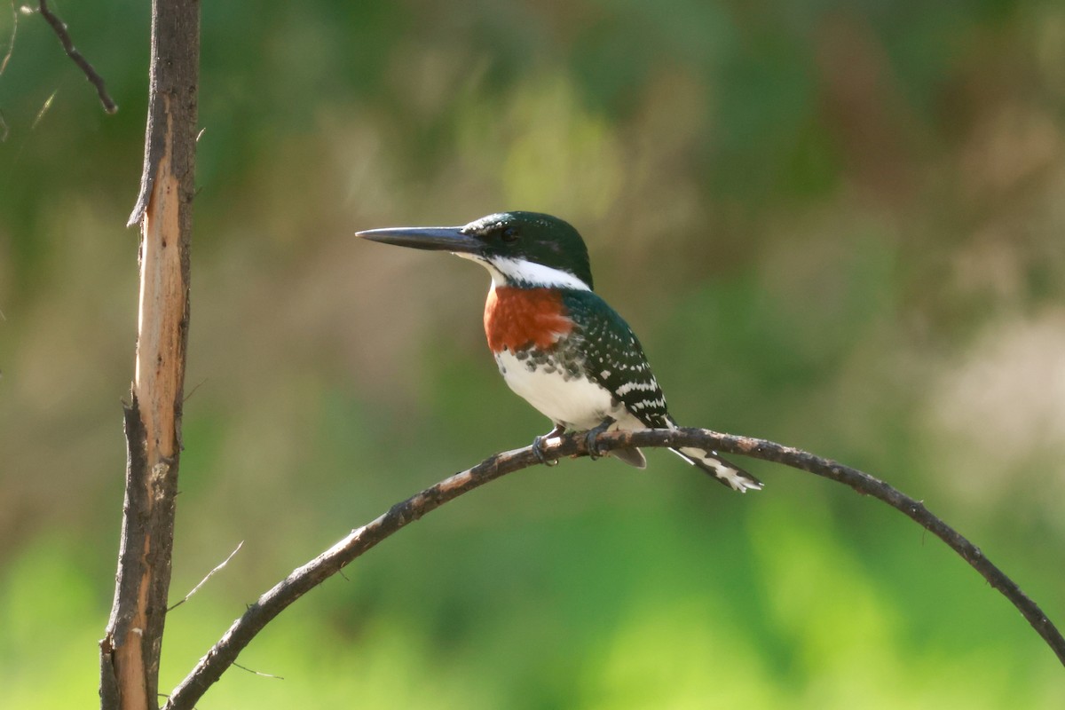 Green Kingfisher - Joey McCracken