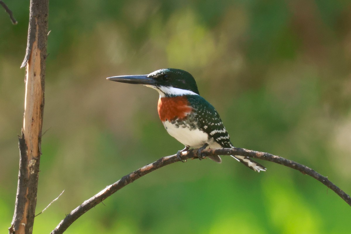 Green Kingfisher - Joey McCracken