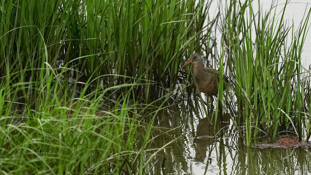 Clapper Rail - Indira Thirkannad