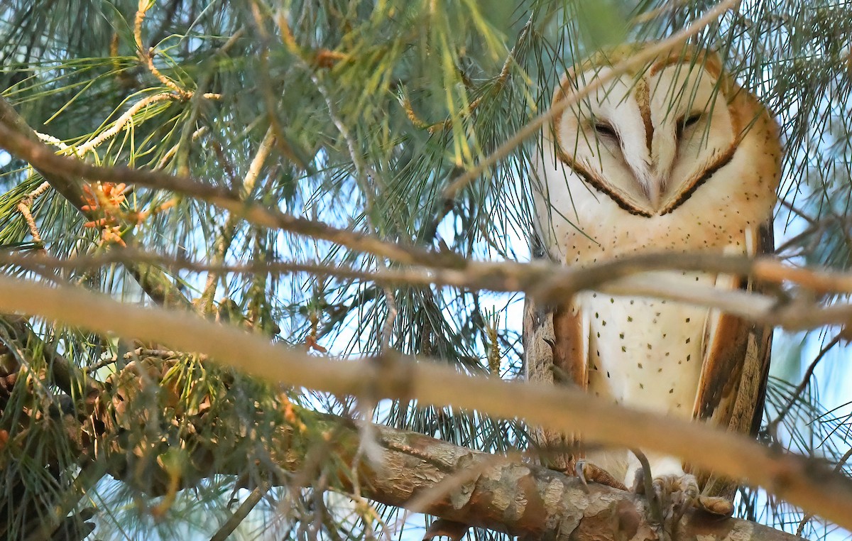 Barn Owl - Barbara Wise