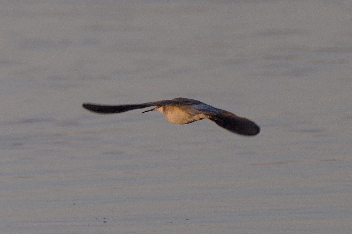 Wilson's Phalarope - Cat Zoroark