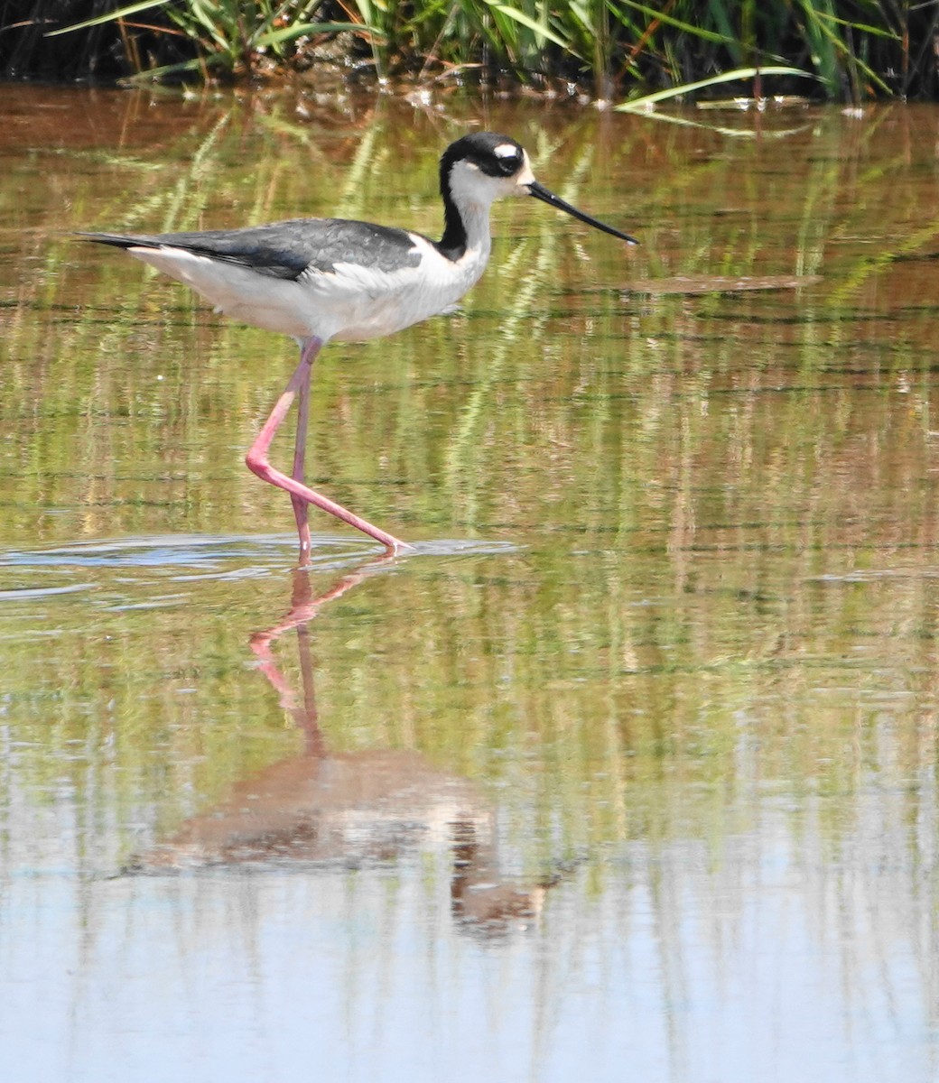 Black-necked Stilt - Dennis Forsythe