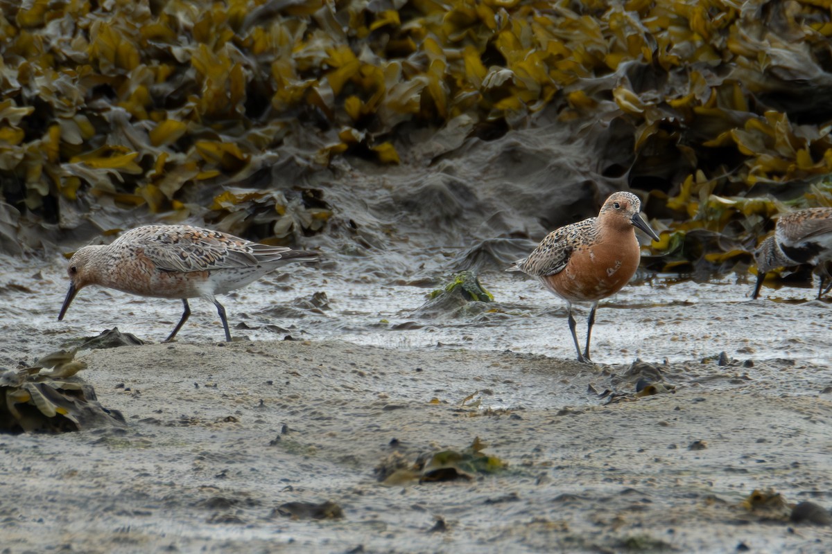 Red Knot - ML619461753