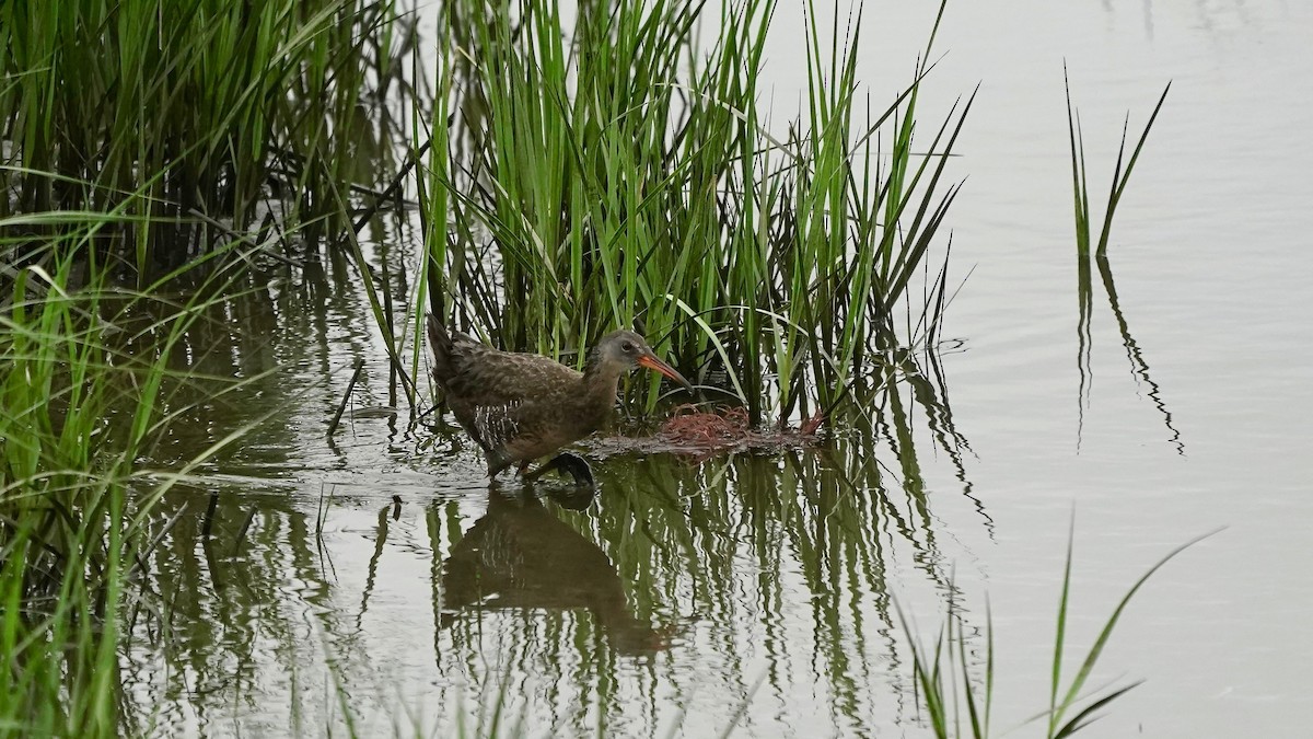 Clapper Rail - Indira Thirkannad