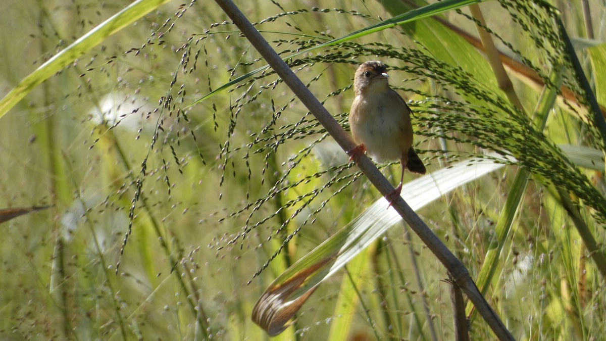 Golden-headed Cisticola - Morgan Pickering