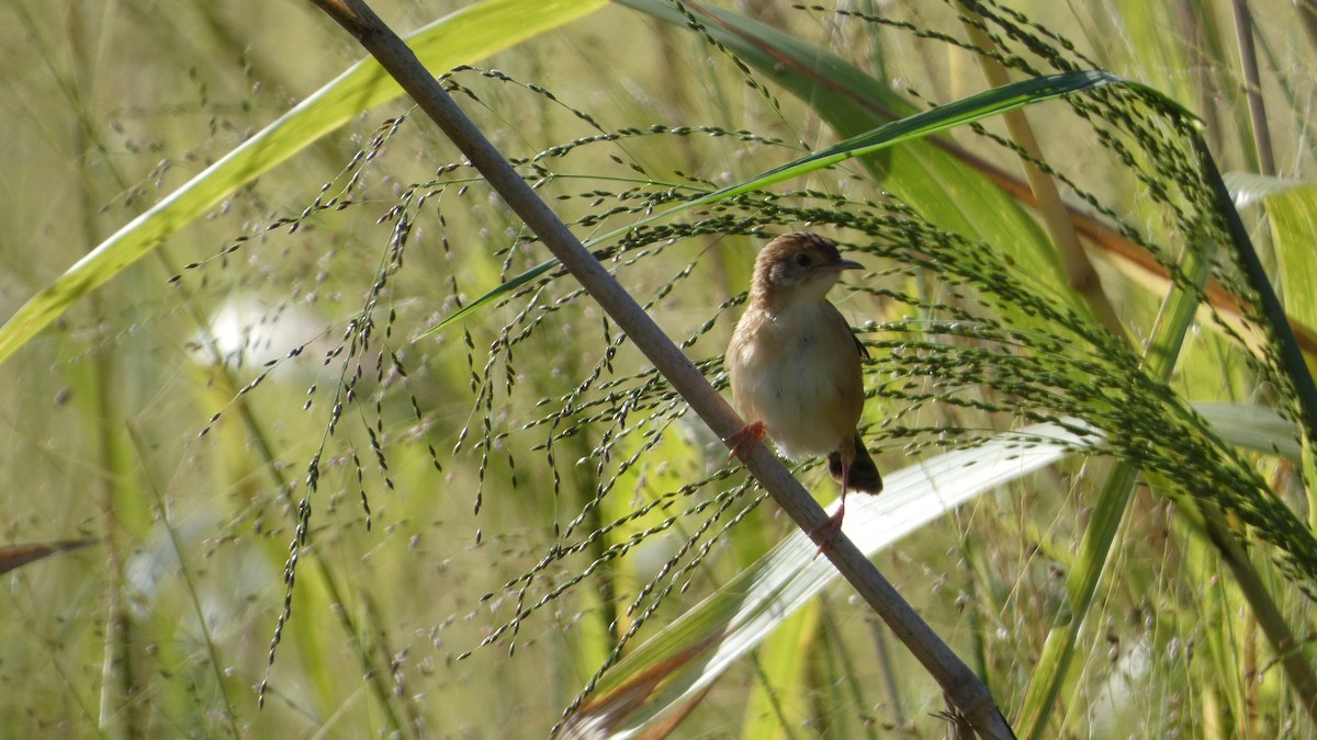 Golden-headed Cisticola - Morgan Pickering