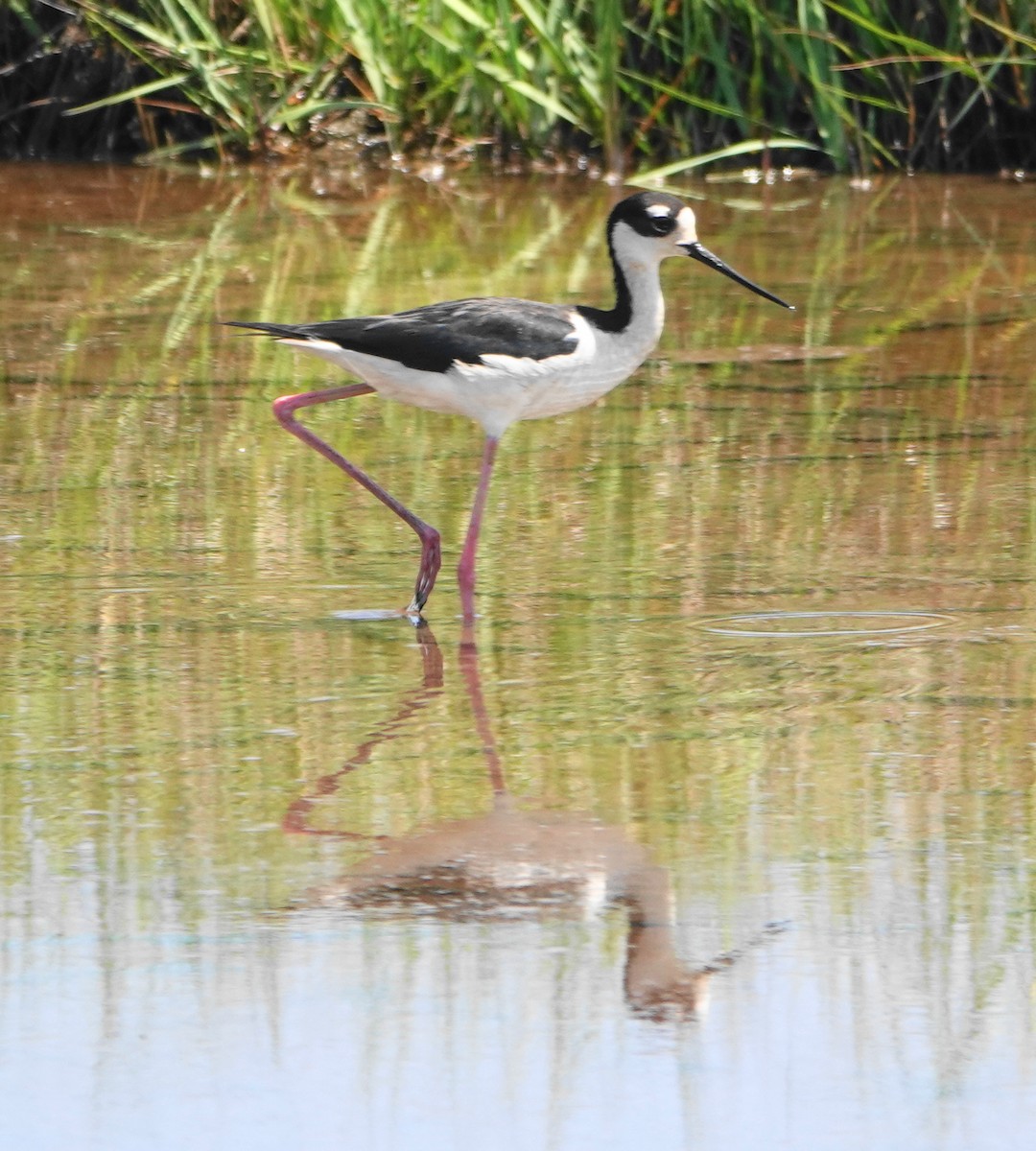 Black-necked Stilt - ML619461762