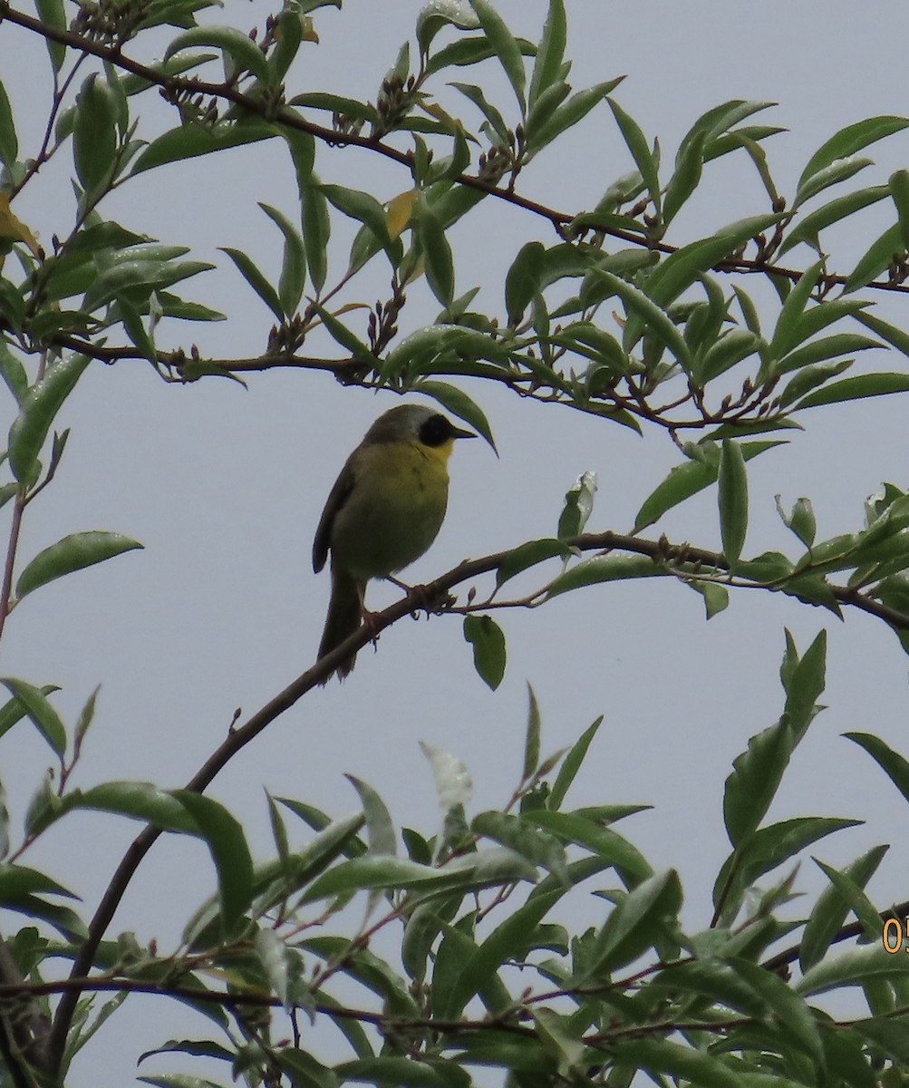 Common Yellowthroat - Penelope Reighart