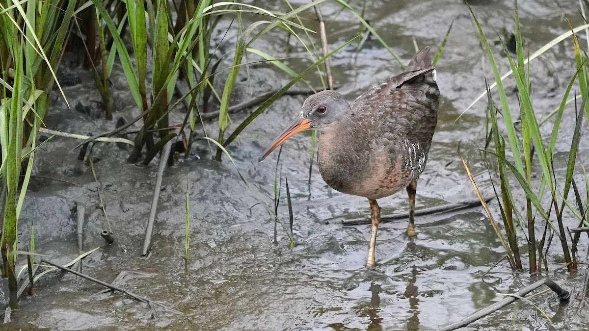 Clapper Rail - Indira Thirkannad