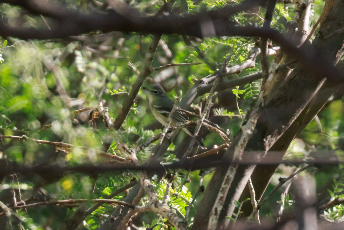 Plumbeous Vireo - Joey McCracken