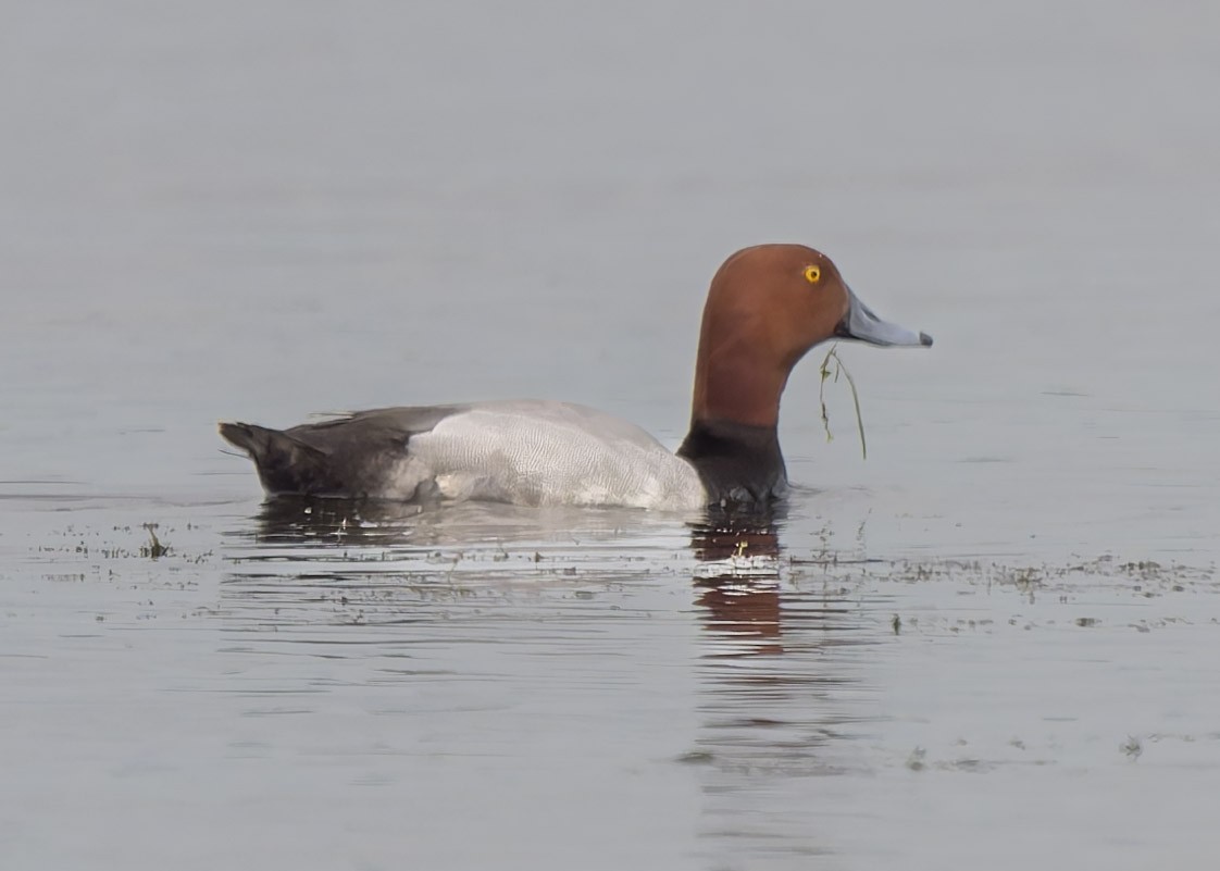 Redhead - Wade Aiken