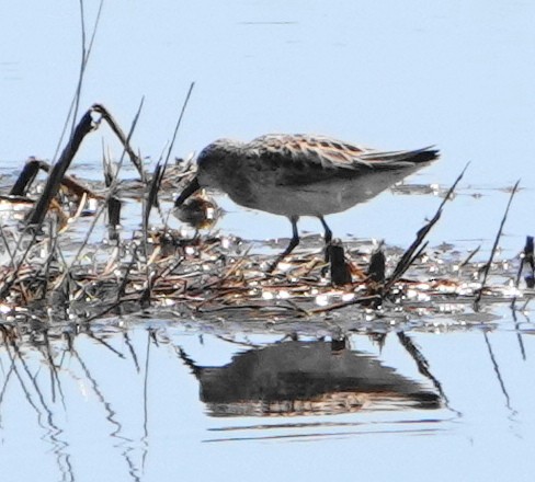 Semipalmated Sandpiper - Dennis Forsythe