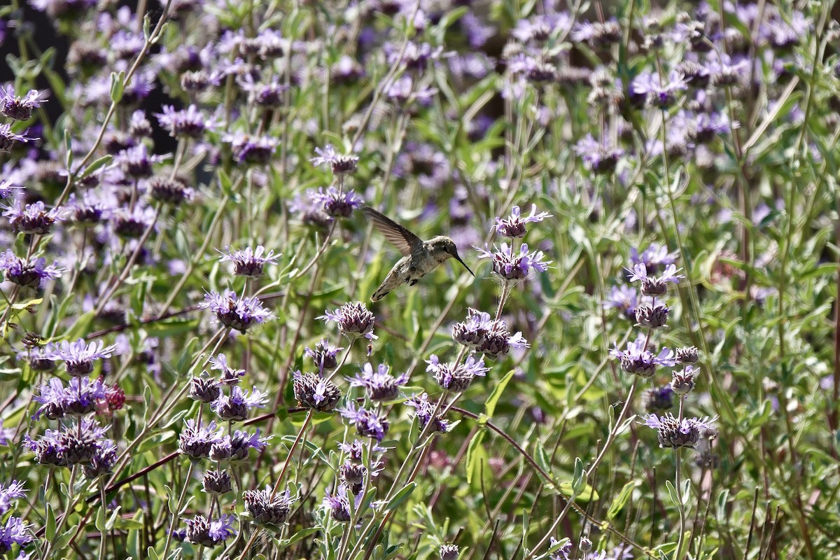 Anna's Hummingbird - Bob Greenleaf