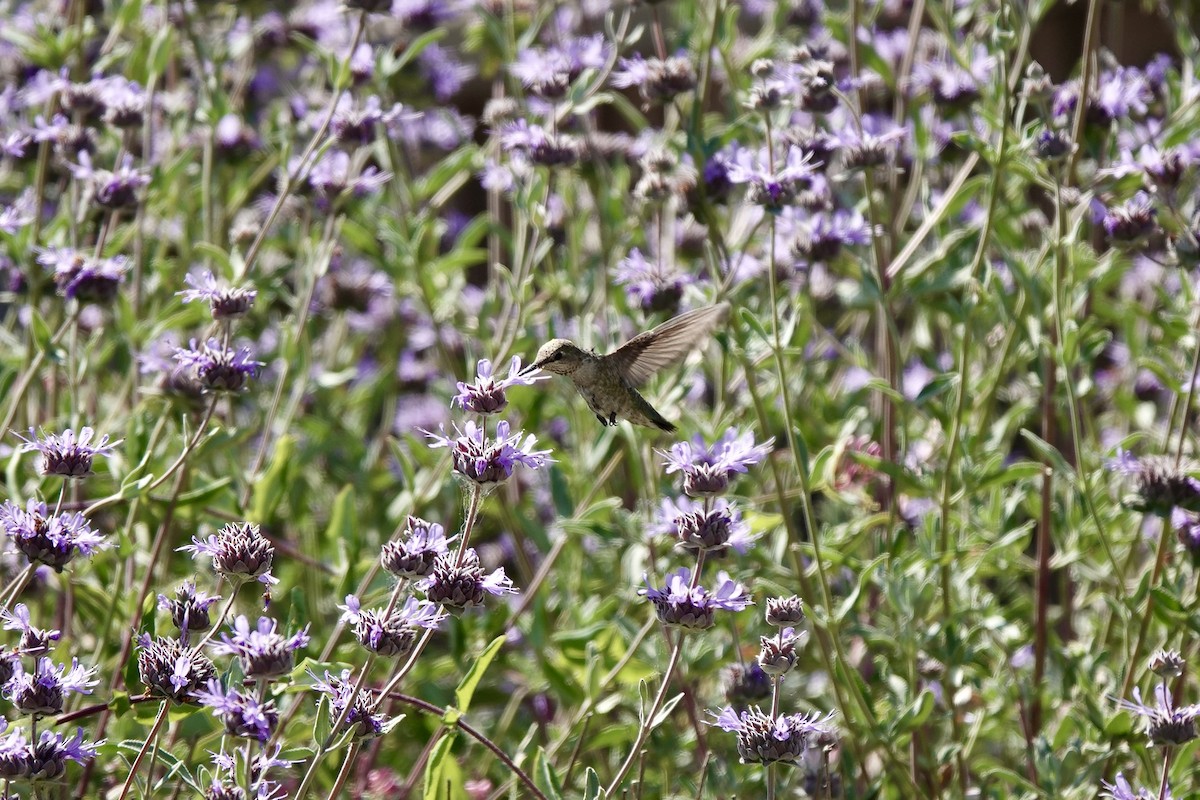 Anna's Hummingbird - Bob Greenleaf