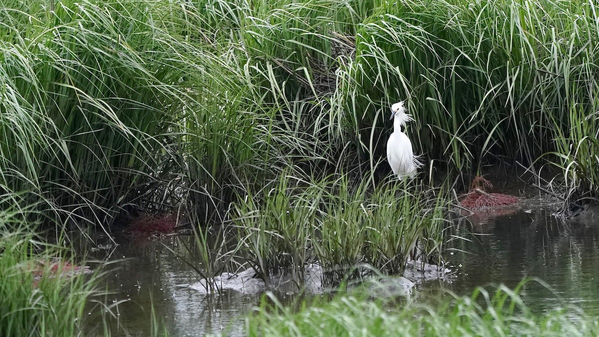 Snowy Egret - ML619461796