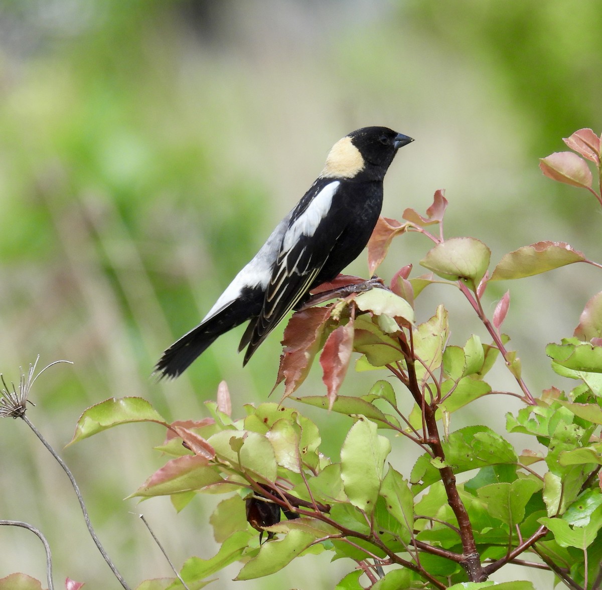 bobolink americký - ML619461804