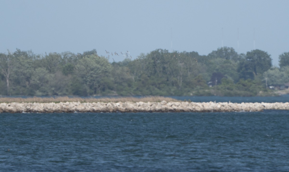 Whimbrel - Justin Labadie