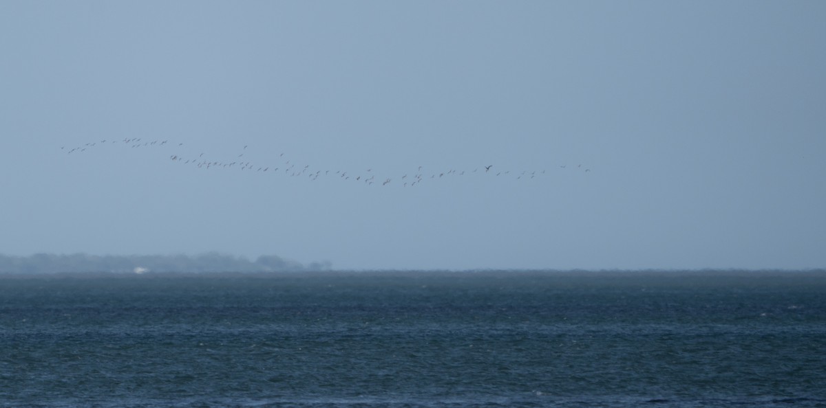 Whimbrel - Justin Labadie