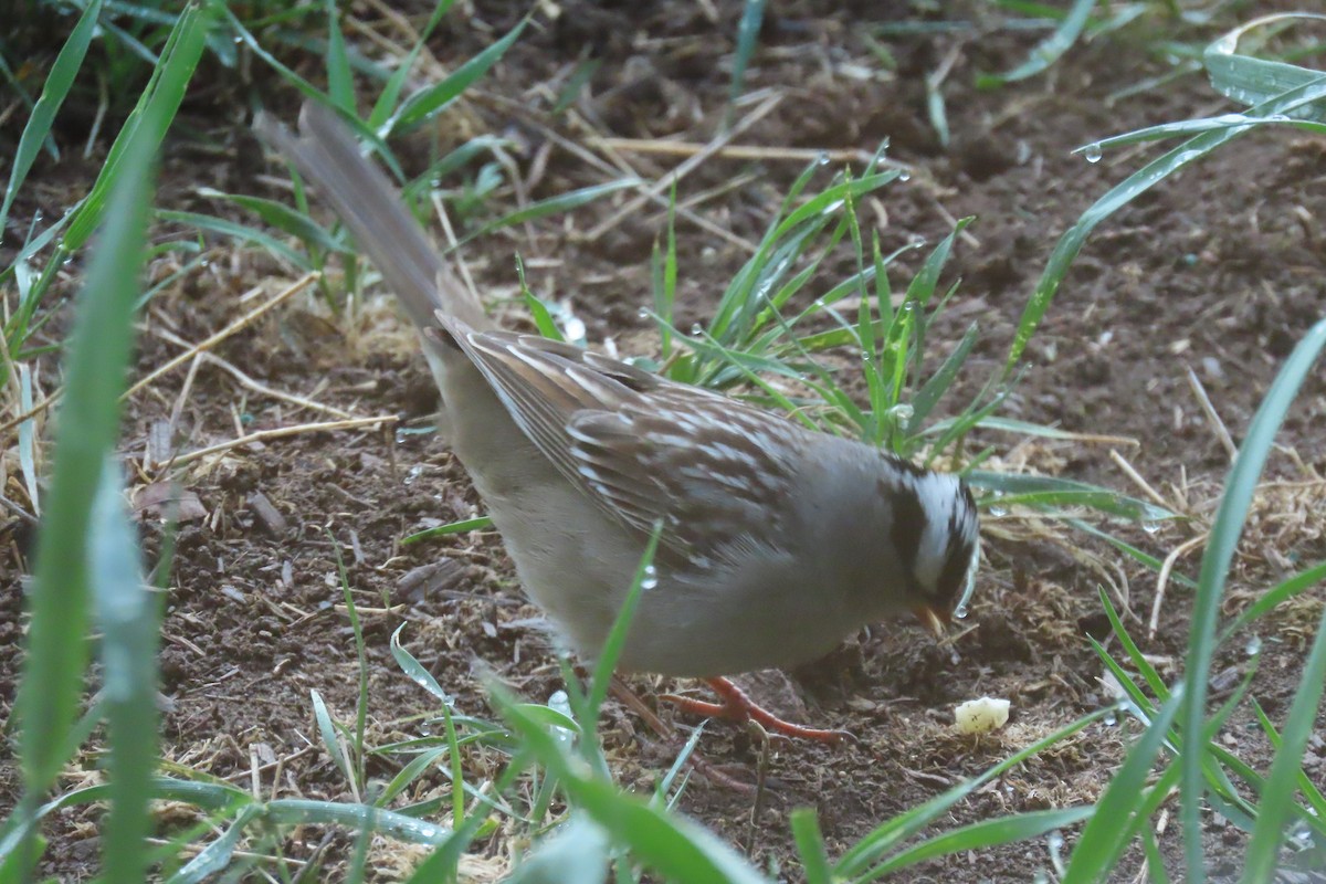 White-crowned Sparrow - Terri Allender