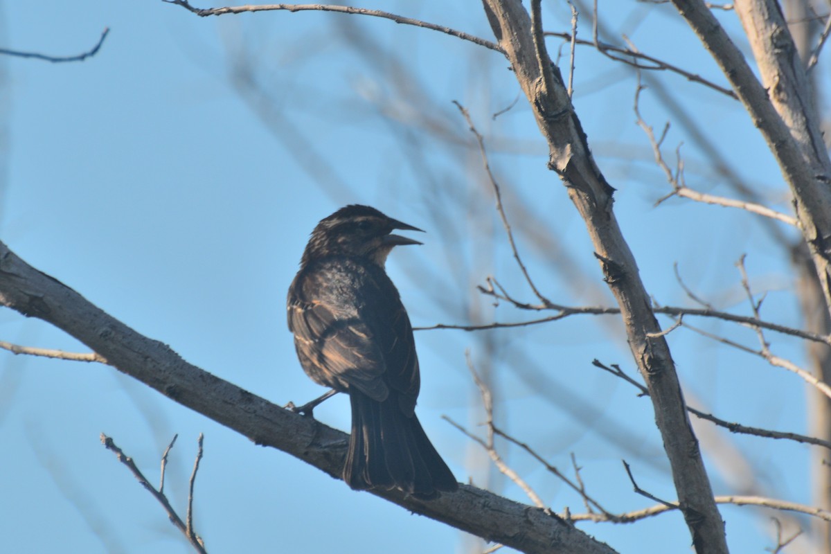 Red-winged Blackbird - Tom Bisko